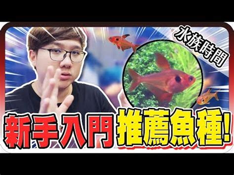 養魚 種類|【養魚 種類】進入水族世界：新手養魚必看清單，各種淡水觀賞。